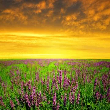 Spring flowering meadow Stock Photos