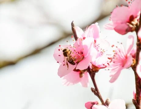 Spring flowering peach Stock Photos