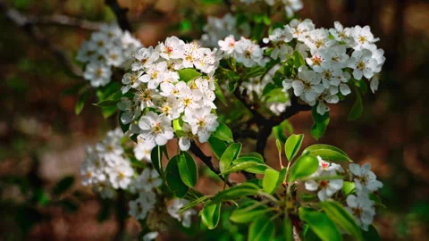 Spring flowering of a pear fruit tree. Close-up of flowers with white petals. Video stock 313378126