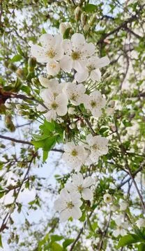 Spring flowering with petals on branches 写真素材