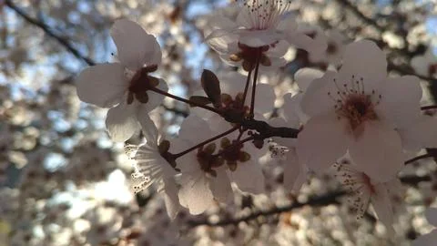 Spring flowering with petals on branches Stock Photos