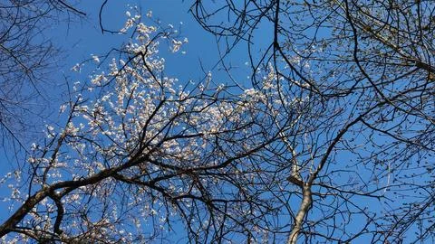 Spring flowering with petals on branches 写真素材