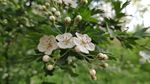 Spring flowering with petals on branches 写真素材