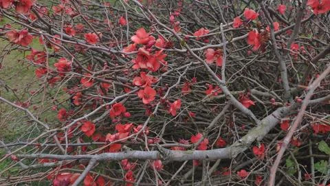 Spring flowering with petals on branches Stock Photos