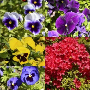 Spring flowering Stock Photos