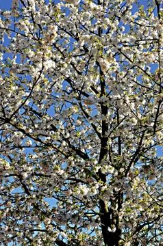 Spring flowering  Stock Photos