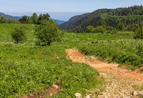 Spring-flowering of plants in alpine meadows in natural conditions walking in Stock Photos