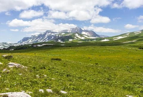 Spring-flowering of plants in alpine meadows in natural conditions walking in Stock Photos
