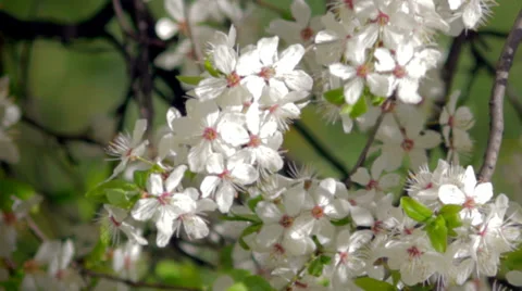Spring flowering of plants Stock Footage 38005657