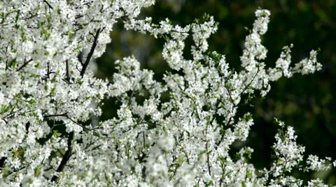 Spring flowering of plants 動画素材 38006334