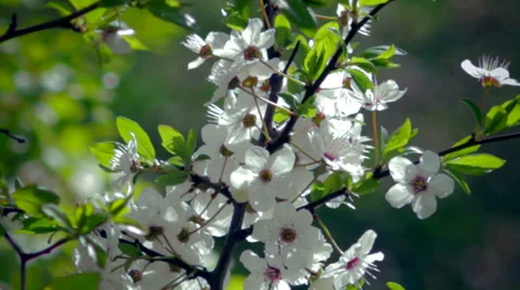 Spring flowering of plants Stock Footage 38016106