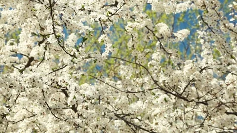 Spring flowering plum Video stock 90314807