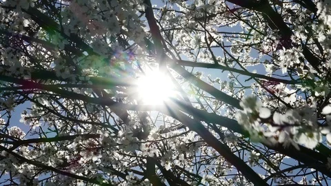 Spring Flowering Plum Stock-Footage 107371751