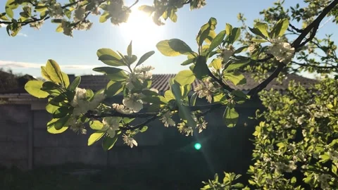 A Spring flowering the plum Video stock 130569868