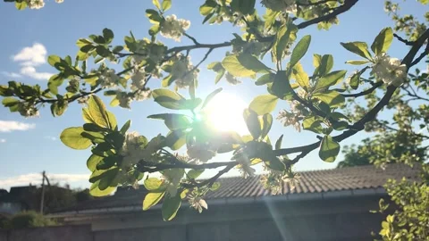 A Spring flowering the plum Видео 130569912