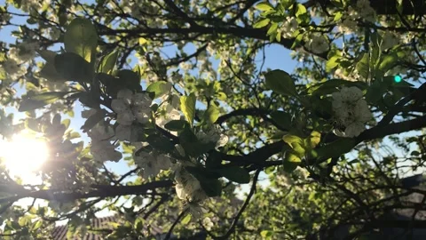 A Spring flowering the plum Видео 130569964