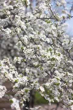 Spring flowering plum tree Stock Photos