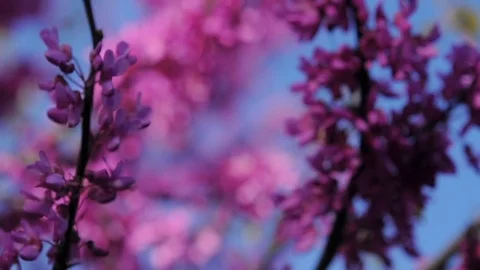 Spring flowering, purple flowering, pulling focus, rack focus Stock Footage 84146069