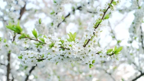The spring flowering season of fruit trees. Stock Footage 169322805