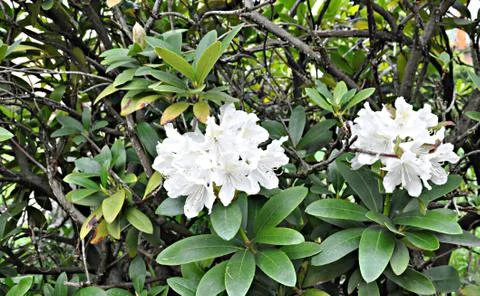Spring flowering shrub Foto stock