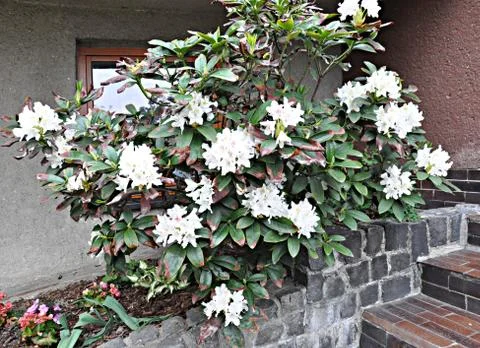 Spring flowering shrub Stock Photos