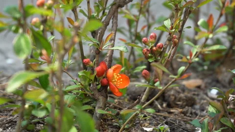 Spring flowering shrub with red flowers Stock Footage 128333591