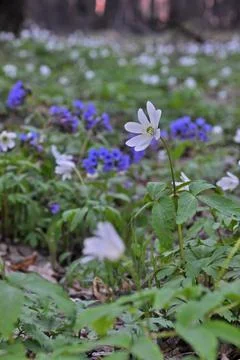 Spring flowering of snowdrops - common anemone. The fragile white flowers are Stock Photos