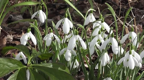 Spring Flowering Snowdrops Gently Blowing in the Wind Stock-Footage 48668233