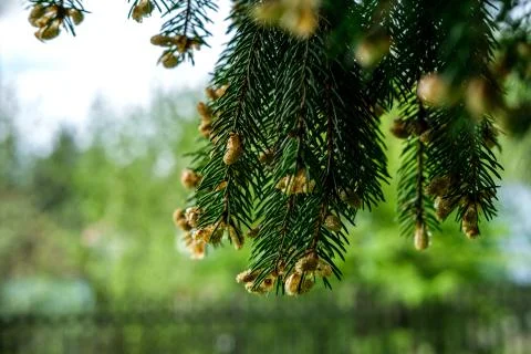 Spring flowering spruce. Stock Photos