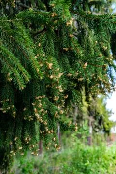 Spring flowering Spruce. Stock Photos