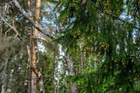 Spring flowering spruce. Foto stock