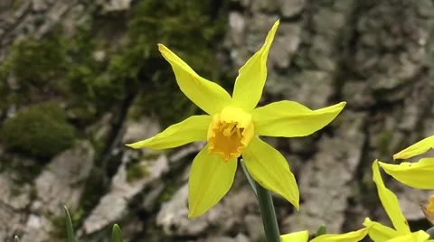 Spring Flowering Star Daffodil Stock-Footage 48660254