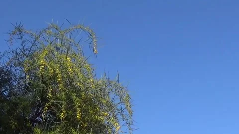 Spring flowering tree with Beautiful yellow flowers on the background of Vídeos de archivo 152251585