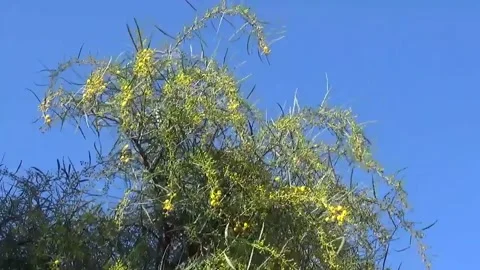 Spring flowering tree with Beautiful yellow flowers on the background of sky Stock-Footage 152251589