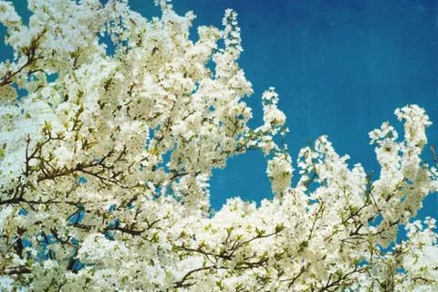 Spring flowering tree on blue textured sky Foto stock