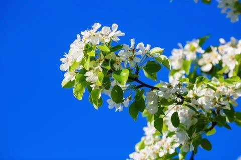 Spring flowering tree branch Stock Photos