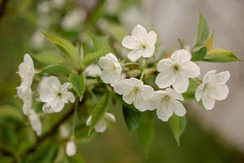 Spring flowering tree branch with white flowers Stock Photos