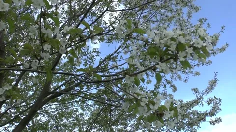Spring (flowering tree) Video stock 46277987