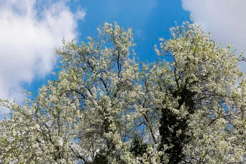 Spring flowering tree Foto stock
