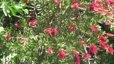 Spring flowering tree with red strange beautiful flowers Stock Footage 152251587