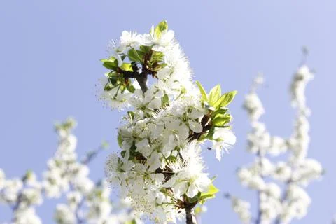 Spring. The flowering tree. The sky Stock Photos