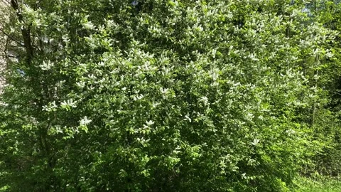 Spring flowering tree swaying in the wind Stock Footage 134475064