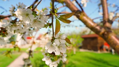Spring flowering tree with white flowers close-up, parallax Stock Footage 309544260
