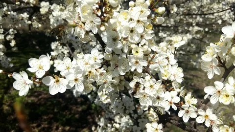Spring flowering trees. Bees collect pollen in the foreground. Blossom tree. Stock Footage 128829943