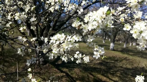 Spring flowering trees. Bees collect pollen in the foreground. Blossom tree. Stock Footage 128830280