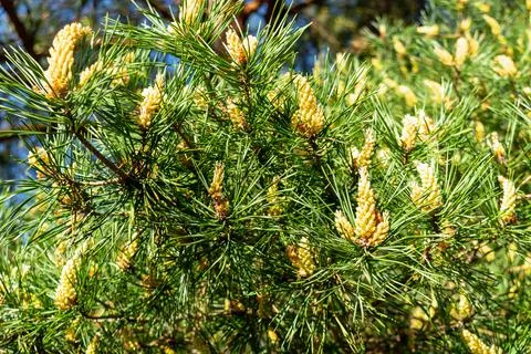 Spring flowering trees. Blooming pine tree. Natural background. Stock Photos