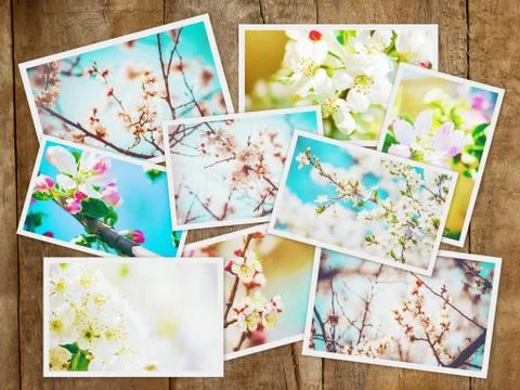 Spring flowering trees. Collage. Selective focus. nature. Stock Photos