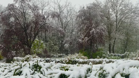 Spring flowering trees covered with snow during a snowfall Stock-Footage 85291739
