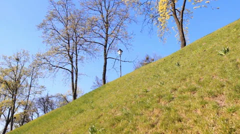 Spring flowering trees Stock Footage 37133726