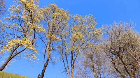 Spring flowering trees Stock Footage 37133789